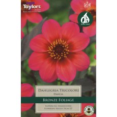 TAYLORS Dahlia Dahlegria Tricolore