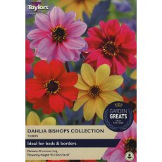TAYLORS Dahlia Bishops Collection