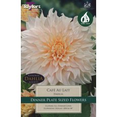 TAYLORS Dahlia Cafe Au Lait