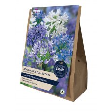 TAYLORS Agapanthus Collection