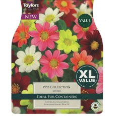 TAYLORS Dahlia Pot Collection   XL Value