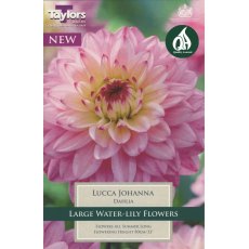 TAYLORS Dahlia Lucca Johanna