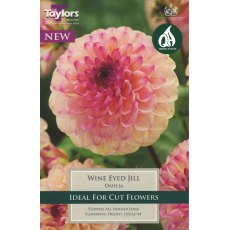 TAYLORS Dahlia Wine Eyed Jill