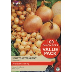 ONION 'Stuttgarter Giant'