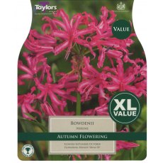 TAYLORS Nerine Bowdenii   XL Value