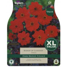 TAYLORS Dahlia Bishop Of Llandaff   XL Value