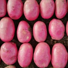 SEED POTATO - MAIN CROP 'Caledonian Rose' - 2.5kg