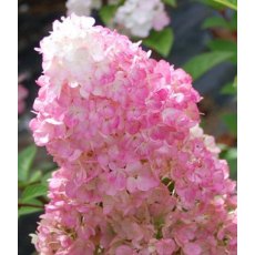 Hydrangea paniculata 'Sundae Fraise'   2L Hydrangea paniculata 'Sundae Fraise'   2L