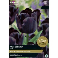 TAYLORS Tulip Paul Scherer