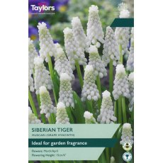 TAYLORS Muscari Siberian Tiger TAYLORS Muscari Siberian Tiger