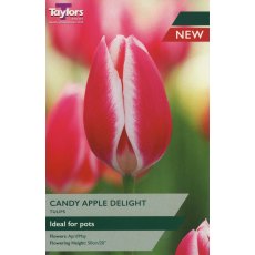 TAYLORS Tulip Candy Apple Delight TAYLORS Tulip Candy Apple Delight