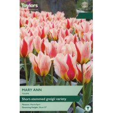 TAYLORS Tulip Mary Ann