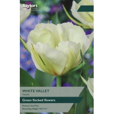 TAYLORS Tulip White Valley