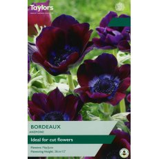 TAYLORS Anenome Bordeaux TAYLORS Anenome Bordeaux