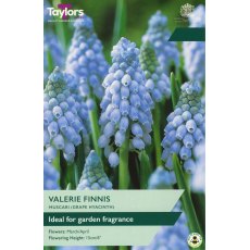 TAYLORS Muscari Valerie Finnis TAYLORS Muscari Valerie Finnis