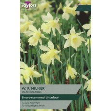 TAYLORS Narcissus W.P. Milner TAYLORS Narcissus W.P. Milner