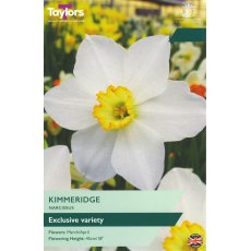 TAYLORS Narcissus Kimmeridge TAYLORS Narcissus Kimmeridge