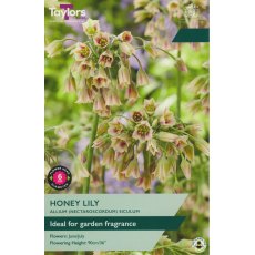 TAYLORS Nectaroscordum Siculum TAYLORS Nectaroscordum Siculum