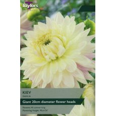 TAYLORS Dahlia Kiev