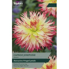 TAYLORS Dahlia Caproz Josephine
