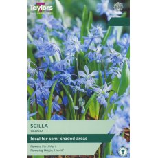 TAYLORS Scilla Siberica TAYLORS Scilla Siberica