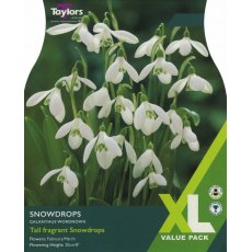 TAYLORS Snowdrops - XL Range TAYLORS Snowdrops - XL Range