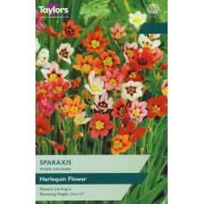 TAYLORS Sparaxis TAYLORS Sparaxis