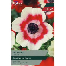 TAYLORS Anemone Pinafore (Coronaria Bicolor)