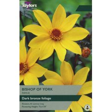 TAYLORS Dahlia Bishop Of York