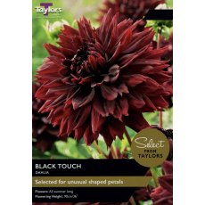 TAYLORS Dahlia Black Touch - Special Edition