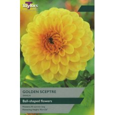 TAYLORS Dahlia Golden Sceptre