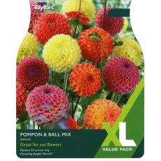 TAYLORS Dahlia Pompons & Ball Mixed   XL Value