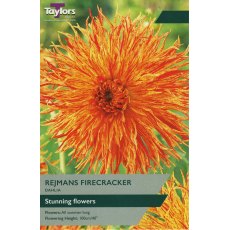 TAYLORS Dahlia Rejmans Firecracke
