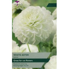 TAYLORS Dahlia White Aster