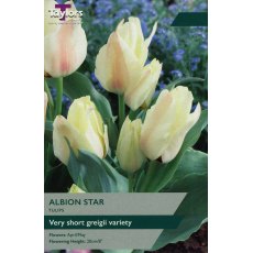 TAYLORS Tulip Albion Star TAYLORS Tulip Albion Star