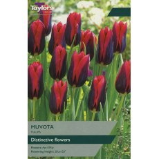 TAYLORS Tulip Muvota