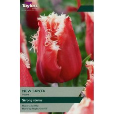 TAYLORS Tulip New Santa