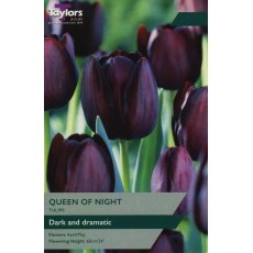 TAYLORS Tulip Queen Of Night