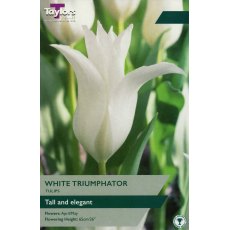 TAYLORS Tulip White Triumphator