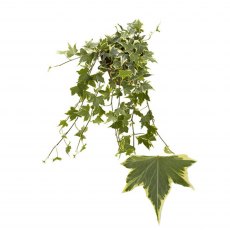 Hedera hel Yellow Ripple   13cm