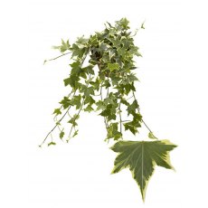 Hedera hel Yellow Ripple   13cm