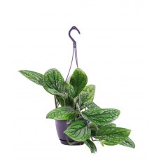 Epipremnum pinn Marble Planet   15 cm Epipremnum pinn Marble Planet   15 cm