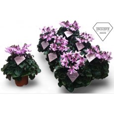 Cyclamen SS Petticoat Light pink   10.5 cm