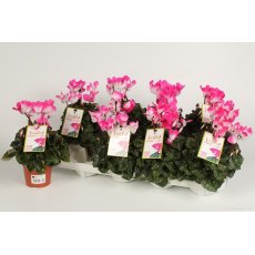 Cyclamen Indiaka fuchsia   10.5cm Cyclamen Indiaka fuchsia   10.5cm