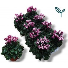 Cyclamen Metis Fantasia Purple   10.5cm Cyclamen Metis Fantasia Purple   10.5cm