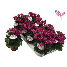 Cyclamen SS Petticoat Mix   10.5cm Cyclamen SS Petticoat Mix   10.5cm