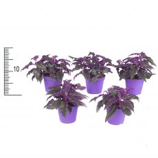 Gynura   7cm Gynura   7cm