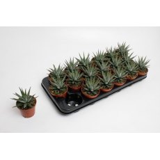 Haworthia fasc Big Band   8.5cm Haworthia fasc Big Band   8.5cm