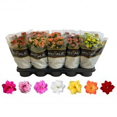 Kalanchoe bloss ( Filled flowers) Rosalina 12cm Kalanchoe bloss ( Filled flowers) Rosalina 12cm