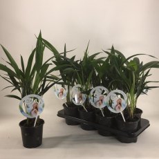 Kentia (Howea forsteriana) 'Air so pure'   13cm
